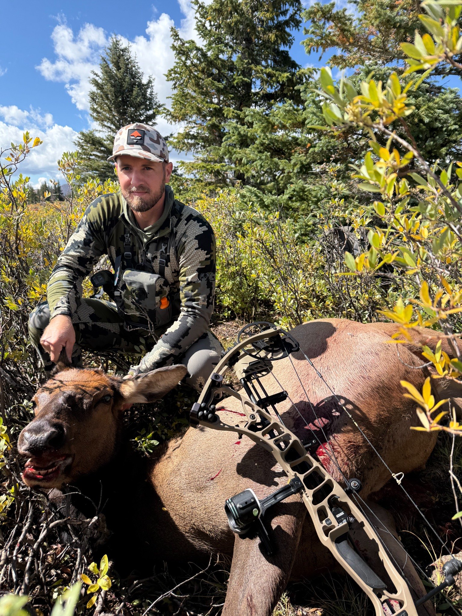 Wapitibros Colorado archery elk harvest with bow