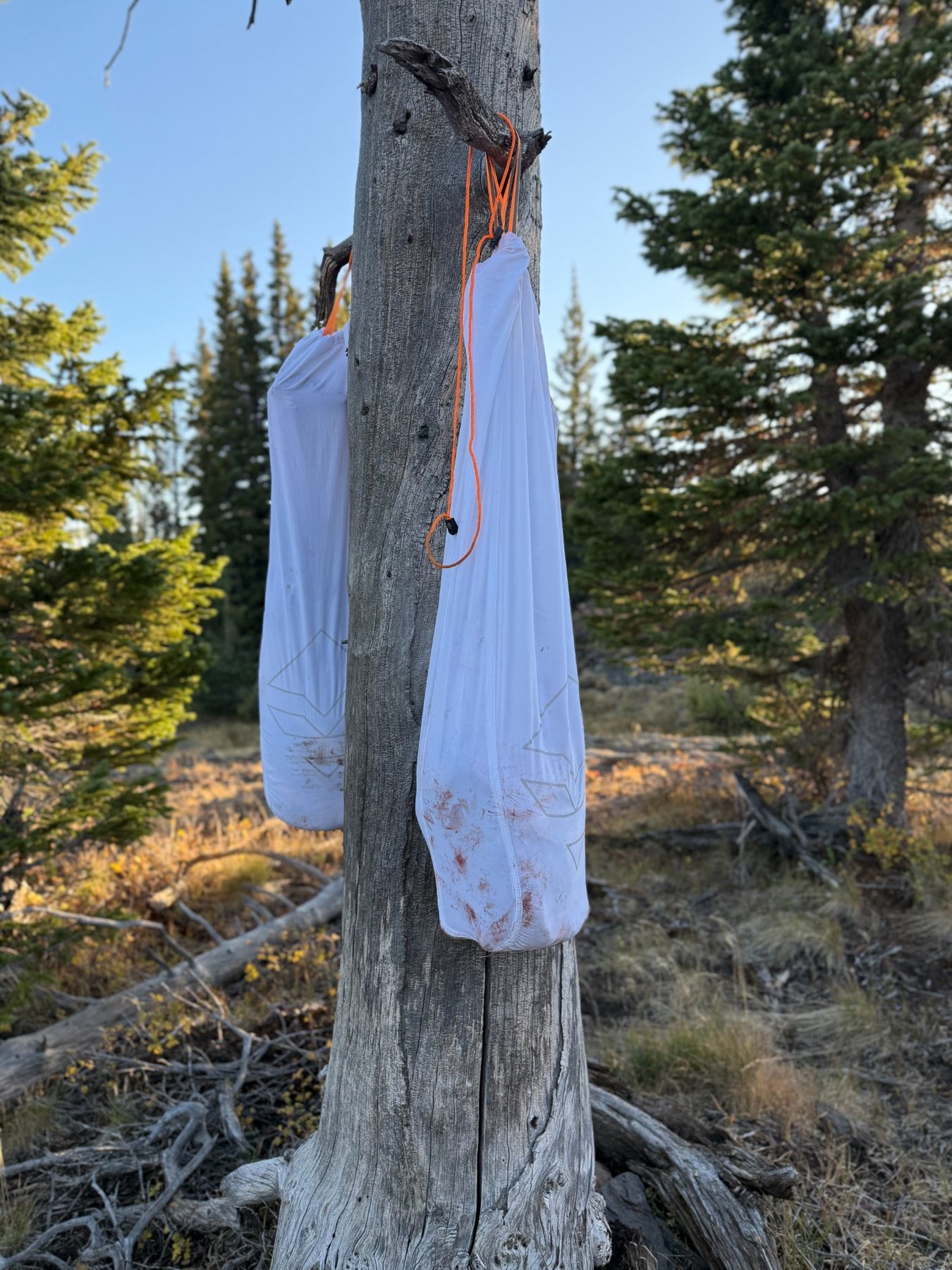 Game bags hanging from a tree during a backcountry elk hunt
